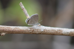 Hemiargus ramon