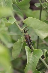 Schistocerca melanocera