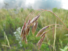 Bromus porteri