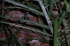 Opsiphanes invirae