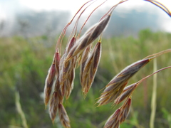 Bromus porteri