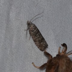 Retinia gemistrigulana