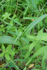 Platanthera lacera