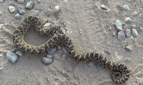 Plains Hognose Snake photographed in Minnesota