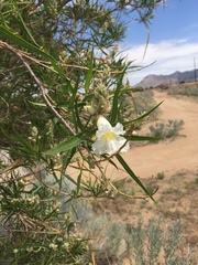 Chilopsis linearis arcuata