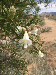 Chilopsis linearis arcuata