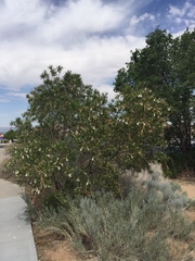 Chilopsis linearis arcuata