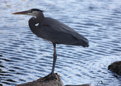 Ardea herodias