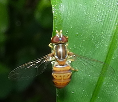 Toxomerus pulchellus