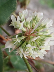 Frankliniella