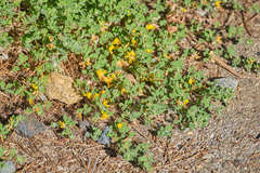 Acmispon decumbens decumbens