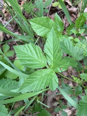 Rubus uniformis