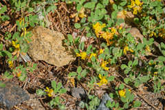 Acmispon decumbens decumbens