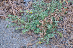 Acmispon decumbens decumbens