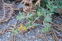 Acmispon decumbens decumbens