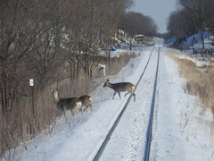 Cervus nippon yesoensis