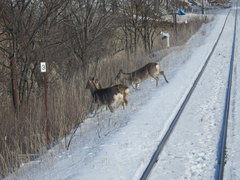 Cervus nippon yesoensis