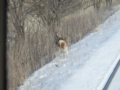 Cervus nippon yesoensis