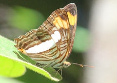 Adelpha iphicleola iphicleola