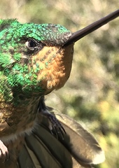 Coeligena bonapartei