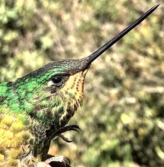 Coeligena bonapartei