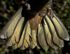 Coeligena bonapartei