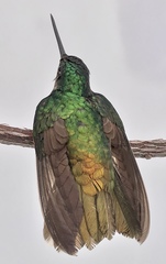 Coeligena bonapartei