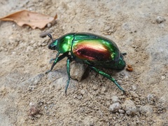 Macraspis chrysis