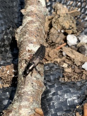 Platydracus praelongus