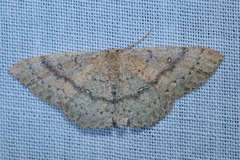 Cyclophora dataria