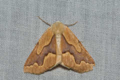 Sabulodes edwardsata