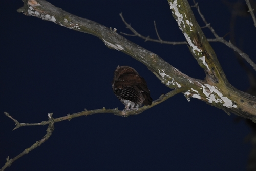 Eastern Screech-Owl photographed in Pennsylvania