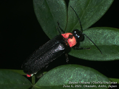 Nipponoluciola cruciata