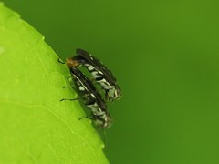 Agrilus obsoletoguttatus