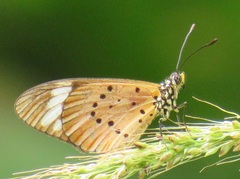 Acraea encedon encedon