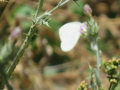 Pieris marginalis