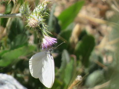 Pieris marginalis