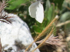 Pieris marginalis