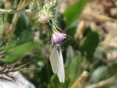 Pieris marginalis