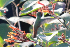 Amazilia yucatanensis