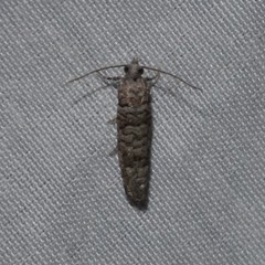 Retinia gemistrigulana