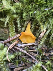 Guepinia