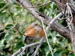 Turdus rufopalliatus