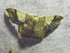 Neagathia corruptata