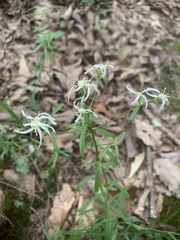 Sericocarpus linifolius