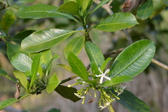 Tabernaemontana alba