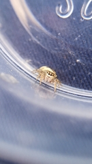 Pelegrina flavipes