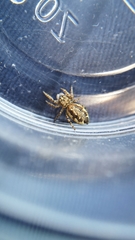 Pelegrina flavipes