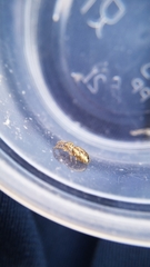 Pelegrina flavipes