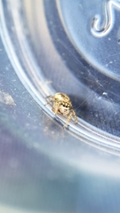 Pelegrina flavipes